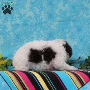 Max, Toy Poodle Puppy